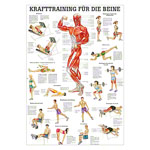 Teaching panel Krafttraining Beine, LxB 100x70 cm