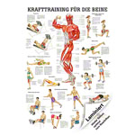 Teaching panel Krafttraining Beine, LxB 100x70 cm