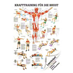 Teaching panel Krafttraining Brust, LxB 100x70 cm