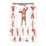 Wall chart - Deep muscle layers-back - LxW 100x70 cm