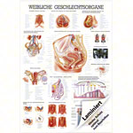 Wall chart - Female Reproductive System - , LxW 100x70 cm