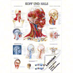 Wall chart - Head & Neck, - LxW 100x70 cm