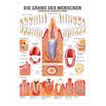 Wall chart - Healthy teeth - , LxW 100x70 cm