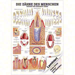 Wall chart - Healthy teeth - , LxW 100x70 cm