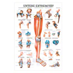 Wall chart - Lower limb - , LxW 100x70 cm