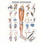 Wall chart - Lower limb - , LxW 100x70 cm