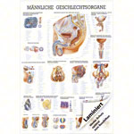 Wall chart - Male Reproductive System - , LxW 100x70 cm