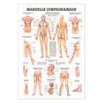 Wall chart - Manual Lymph Drainage - , LxW 100x70 cm