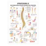Wall chart - Stretching II - , LxW 100x70 cm