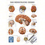 Wall chart - The Brain - , LxW 100x70 cm