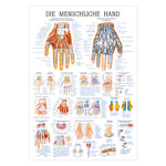 Wall chart - The Hand - , LxW 100x70 cm