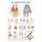 Wall chart - The Hand - , LxW 100x70 cm