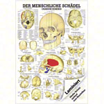 Wall chart - The Skull - , LxW 100x70 cm