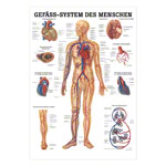 Wall chart - The Vascular System - , LxW 100x70 cm