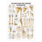 Wall chart - The bones of the upper limb, - LxW 100x70 cm