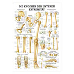 Wall chart - The bones of the upper limb, - LxW 100x70 cm