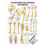 Wall chart - The bones of the upper limb, - LxW 100x70 cm