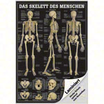 Wall chart - The human skeleton - LxW 100x70 cm