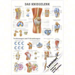 Wall chart - The knee joint - L x 100x70 cm