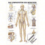 Wall chart - The lymphatic system - , LxW 100x70 cm