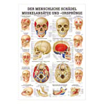 Wall chart - The skull - muscle insertions and origins - , LxW 100x70 cm