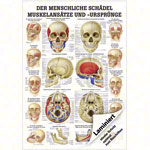 Wall chart - The skull - muscle insertions and origins - , LxW 100x70 cm