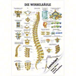Wall chart - The spinal column - , LxW 100x70 cm