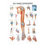 Wall chart - Upper limb, - LxW 100x70 cm