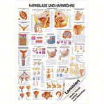 Wall chart - Urinary bladder and urethra - LxW 100x70 cm