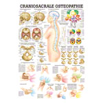 Wall chart - craniosacral osteopathy - LxW 100x70 cm