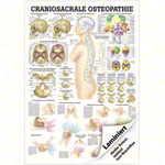 Wall chart - craniosacral osteopathy - LxW 100x70 cm