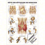 Wall chart - hip and hip joint - , LxW 100x70 cm
