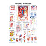 Wall chart - kidney and ureters, - LxW 100x70 cm