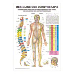 Wall chart - meridians and thorn - , LxW 100x70 cm