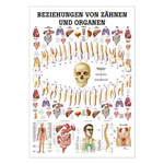Wall chart - relationships between teeth and organs, - LxW 100x70 cm