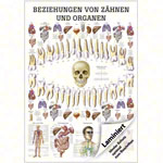 Wall chart - relationships between teeth and organs, - LxW 100x70 cm