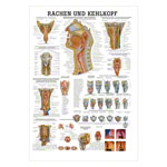 Wall chart - throat and Larynx - LxW 100x70 cm