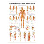 mini-poster Fasciae of the human being, LxW 34x24 cm