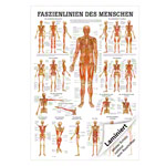 mini-poster Fasciae of the human being, LxW 34x24 cm