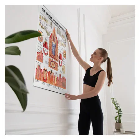 Wall chart - Healthy teeth - , LxW 100x70 cm
