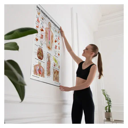 Wall chart - Autonomic Nervous System - , LxW 100x70 cm
