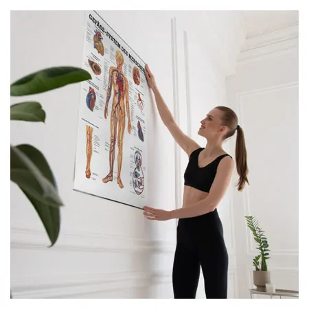 Wall chart - The Vascular System - , LxW 100x70 cm