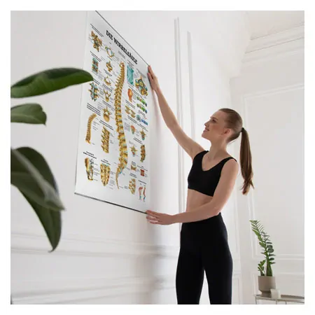 Wall chart - The spinal column - , LxW 100x70 cm