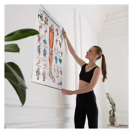 Wall chart - Lower limb - , LxW 100x70 cm