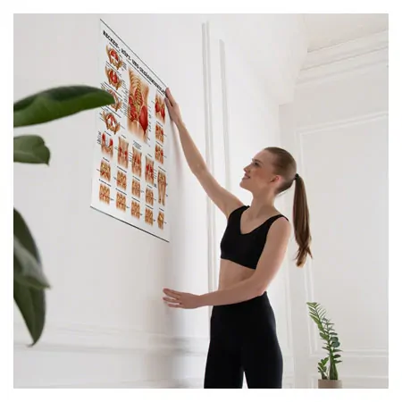 Posters - buttocks, hips and pelvic muscles, - L x W 70x50 cm