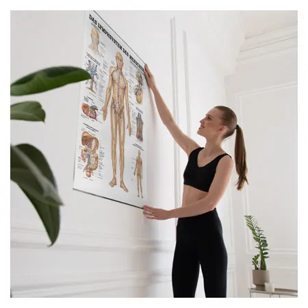Wall chart - The lymphatic system - , LxW 100x70 cm