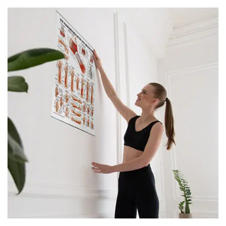 Posters - hand muscles - L x W 70x50 cm