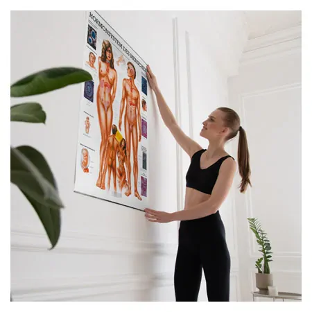 Wall chart - The endocrine system - , LxW 100x70 cm