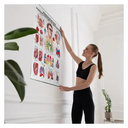 Wall chart - The respiratory system - , LxW 100x70 cm