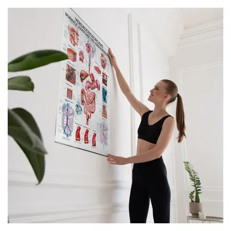 Wall chart - digestive organs - , LxW 100x70 cm